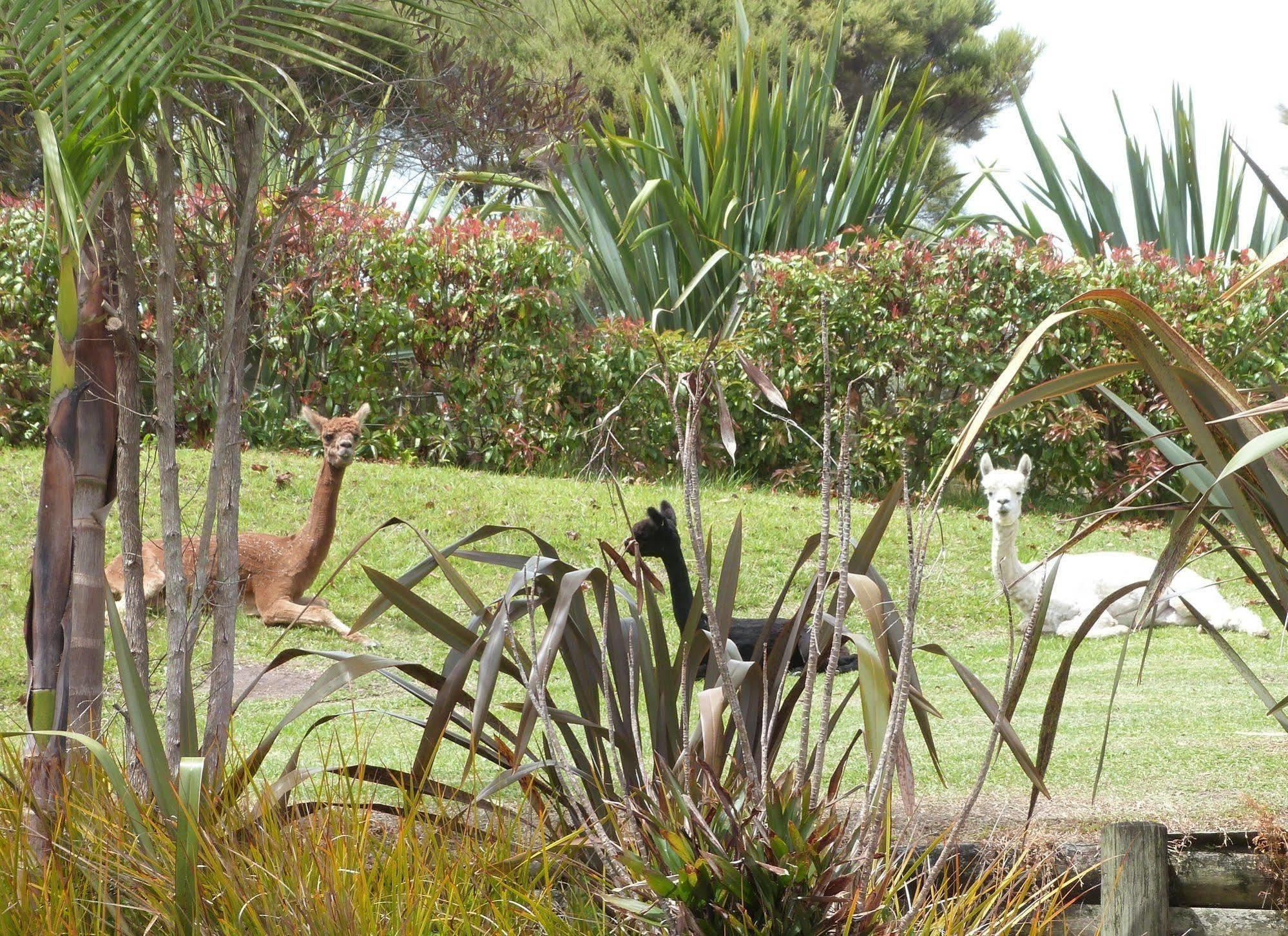Morepork Riverside Lodge Paihia Exterior foto