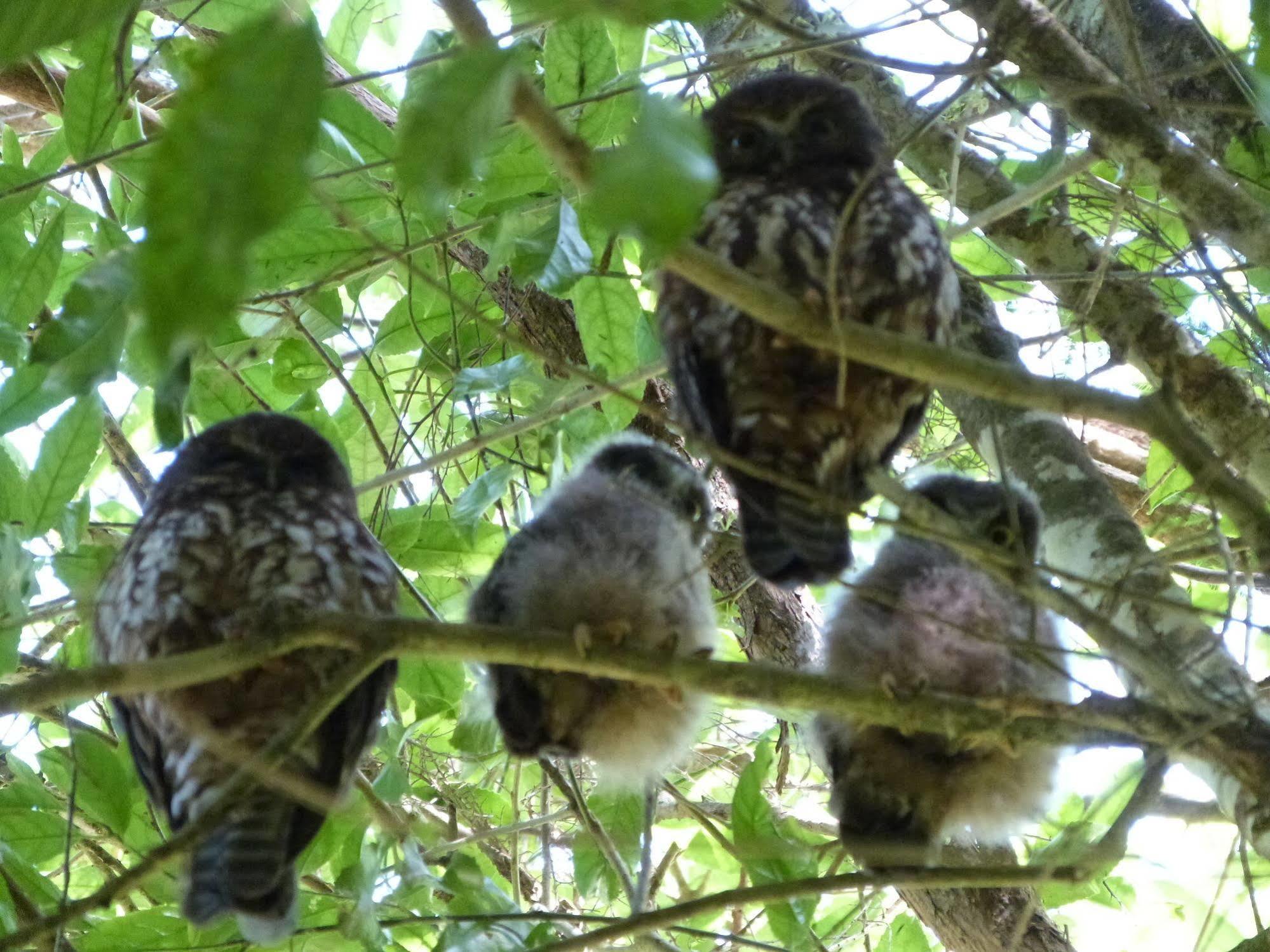 Morepork Riverside Lodge Paihia Exterior foto